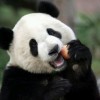 小熊猫 🐼