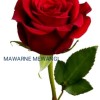 MEWANGI