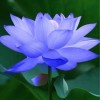 Lily Herrera Galias