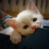 Abdul