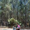 Risqi AmaLia PaLupi