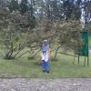 inge hediawaty