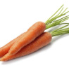 stan carrot