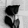 black rose