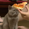 JabzHaska