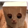 MSH