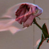 R. NII
