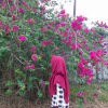 Rezkiana Rizky