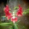 Wenda Lelana