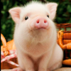 zinigang na baboy