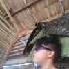 Aj-falcon Sacal Amantiad