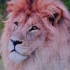 🎙🦁𝓛𝓮𝓸𝓹𝓪𝓻𝓭𝓸𝓼🐯🎧