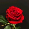 🌹ReD RoSes🌹