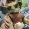 🌍🤟Yellow Meow🤟🌏