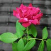Leony