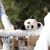 🐼Simon🐼
