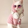 kucing sosialita