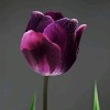 🌷MHALDITA🌷