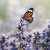 B🦋