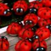 🇵🇭ladybug03