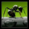 Ant🐜OFF🙏