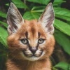 Forest Cat ✪𝓢𝓸𝓾𝓷𝓭𝓪𝓫𝓸𝓾𝓽