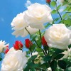 ❇️⚘️MeMaRoVi❇️⚘️