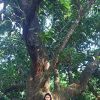 Evangeline Donaire Homecillo