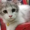 I am a little cat