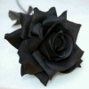🤘Black Rose🔥🔥🤟