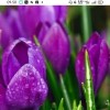TULIP