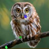 🥨 🦉Crow🦉 _Oi🇮🇩