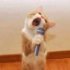мⒾ𝐚ʷΜ𝔦𝕒𝐖😸