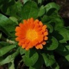 Marigold