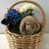 🎀🐇Atticus🐰🎀