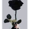 blackrose