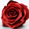 🎤🎧🌿🌹MARIA TOKAN   ..🌹🌿
