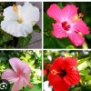 🌺