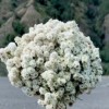 EDELWEISS_KOE