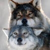🐺Husky Wolf🐺