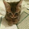 miaoww