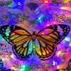🦋🦋KUPU BIRU🦋🦋🦋🦋🦋