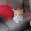semut