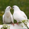 (♥Merpati Putih♥)
