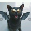 📼Vj.Bat แมว📼