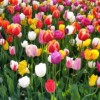 WeSing5268_TBE