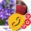 💎Linaria Maroccana P⚘💎