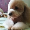 南方婉儿🐾🎶（暂休）