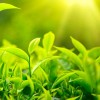 Greenery