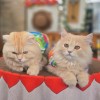 มิโซะ&ซาบะ